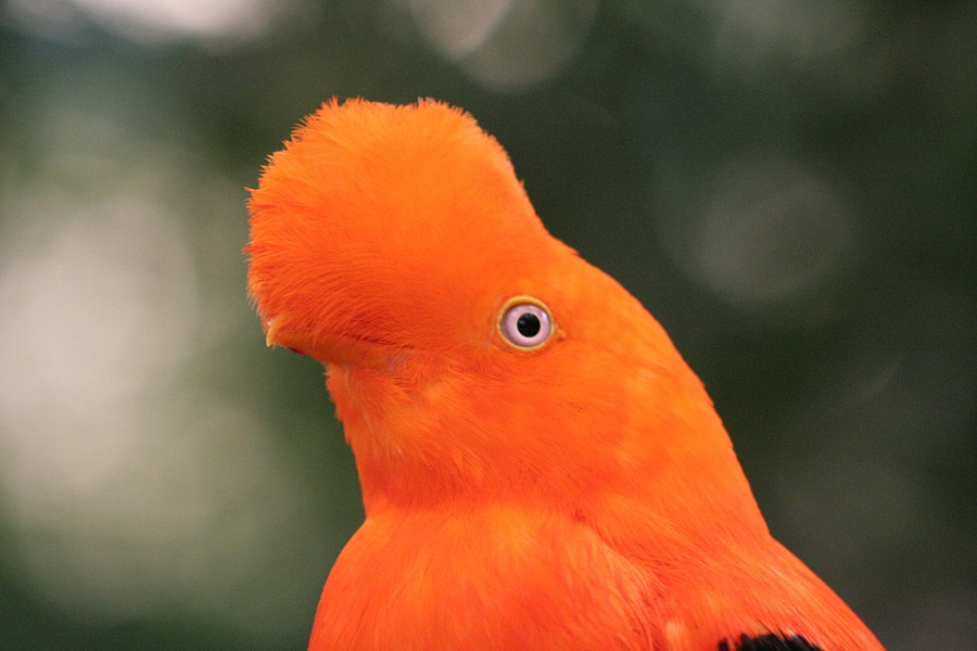 Guianan Cock-of-the-Rocks