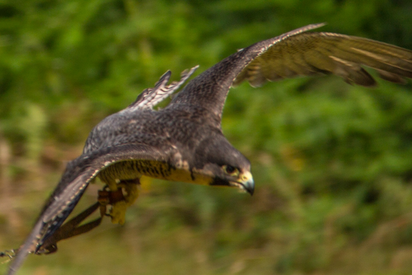 Bella, peregrine falcon at Sherwood Hideaway, Near Ollerton, Notts, UK